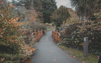 Gray concrete pathway between brown trees