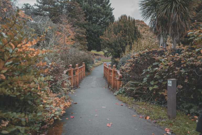 Gray concrete pathway between brown trees