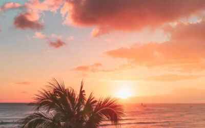 Palm tree near body of water during sunset